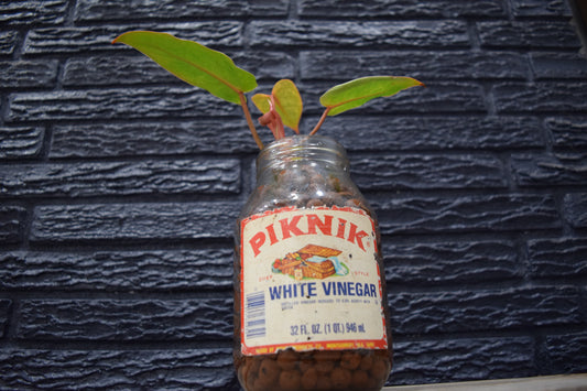 "Painted Lady Piknik"