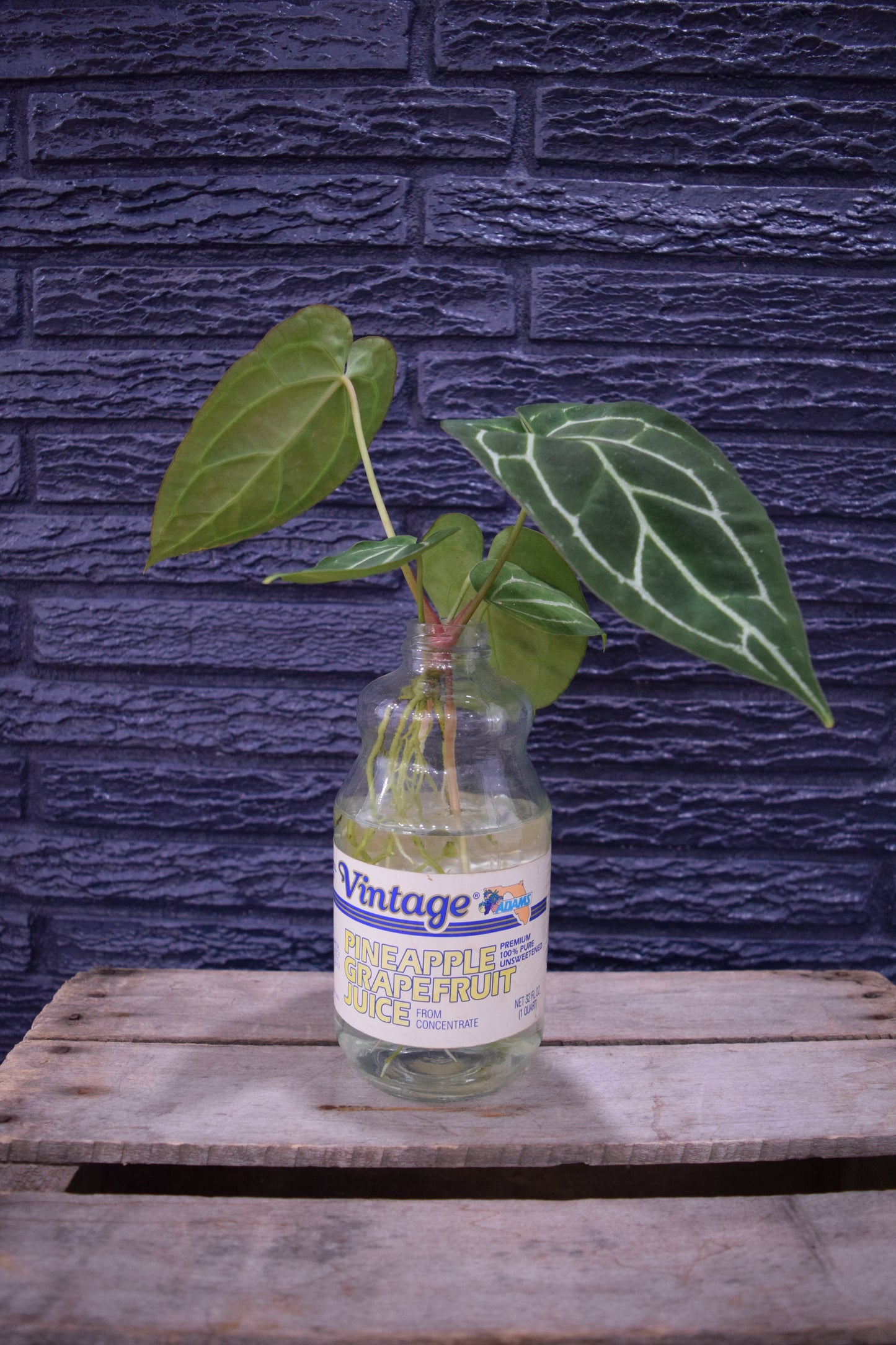 "Vintage Anthurium"