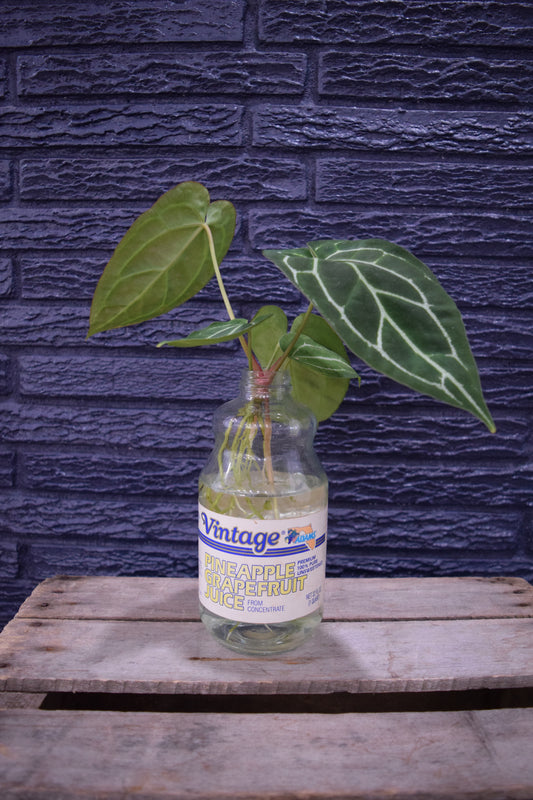 "Vintage Anthurium"