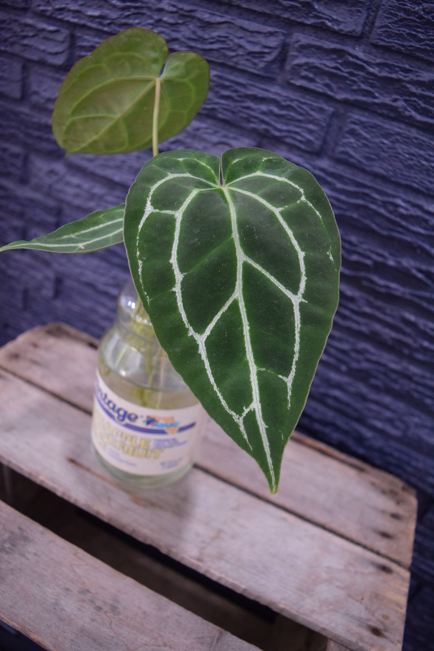 "Vintage Anthurium"