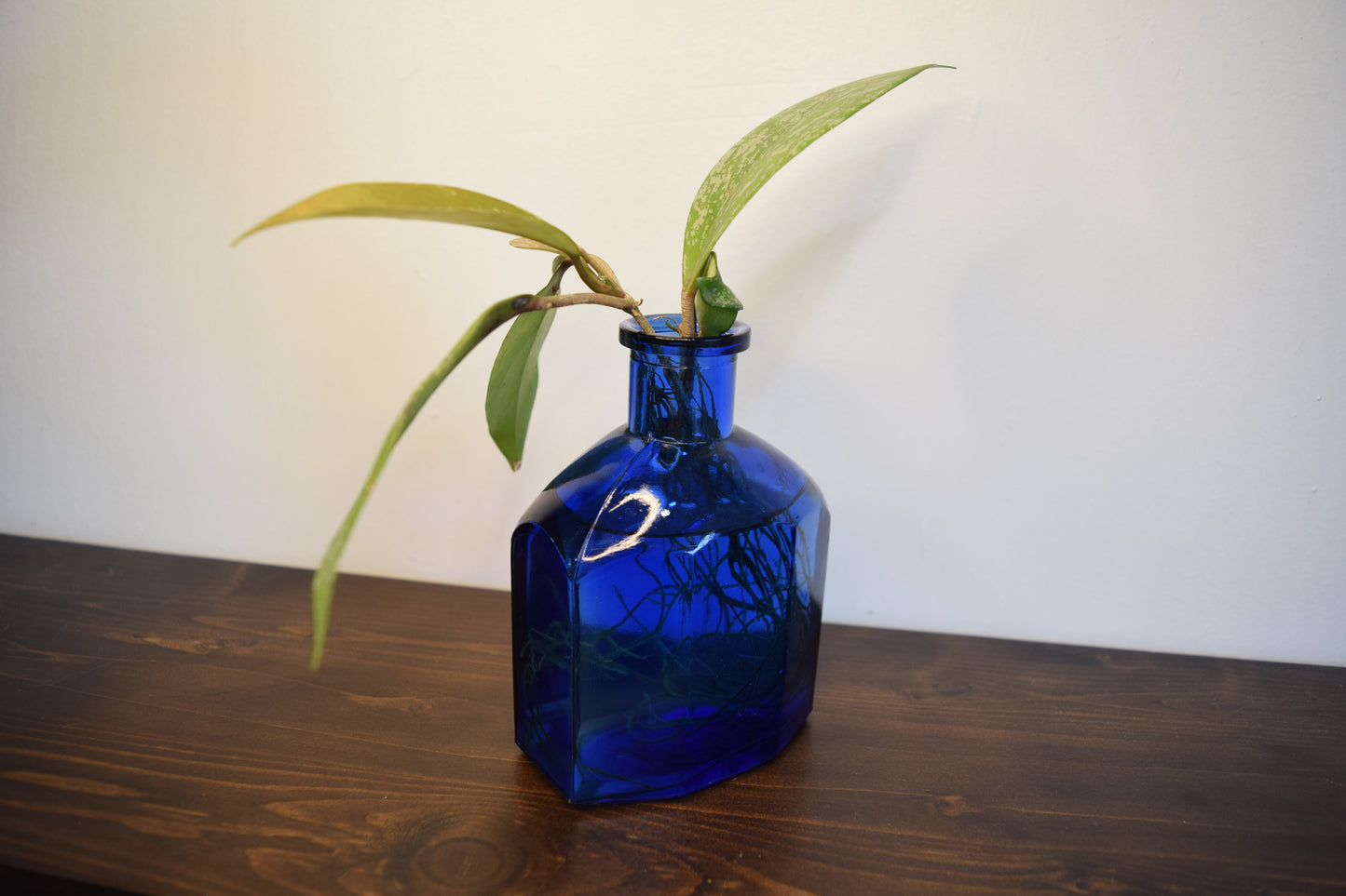 "Cobalt Hoya"