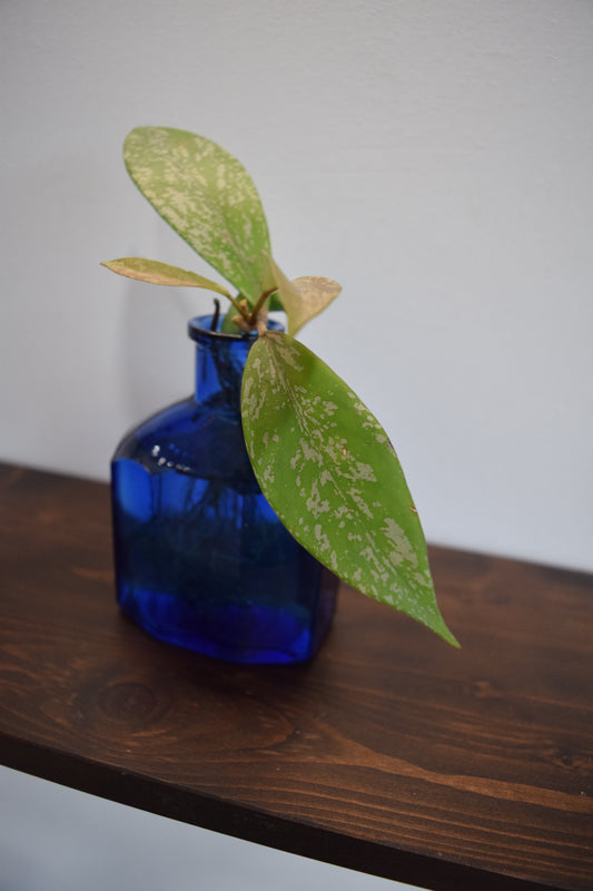"Cobalt Hoya"