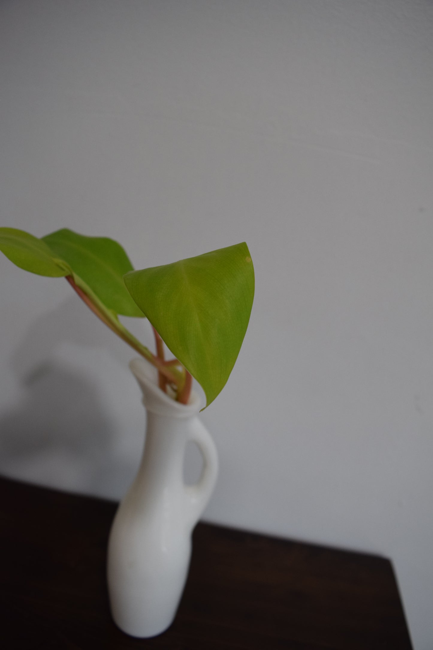 "Milky Ceylon Beauty"