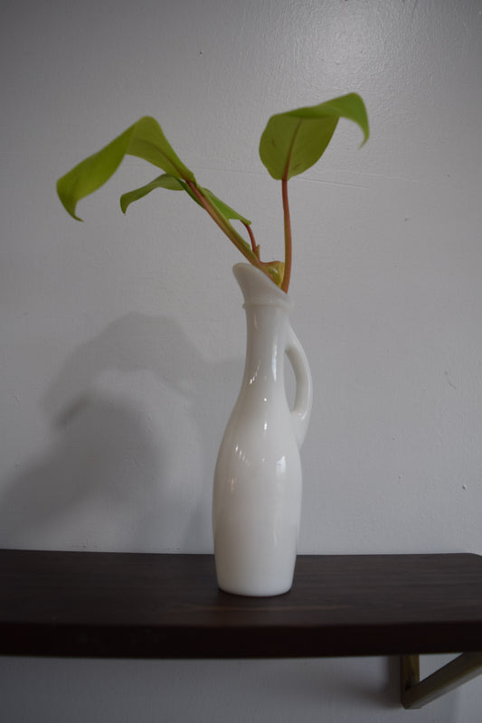 "Milky Ceylon Beauty"