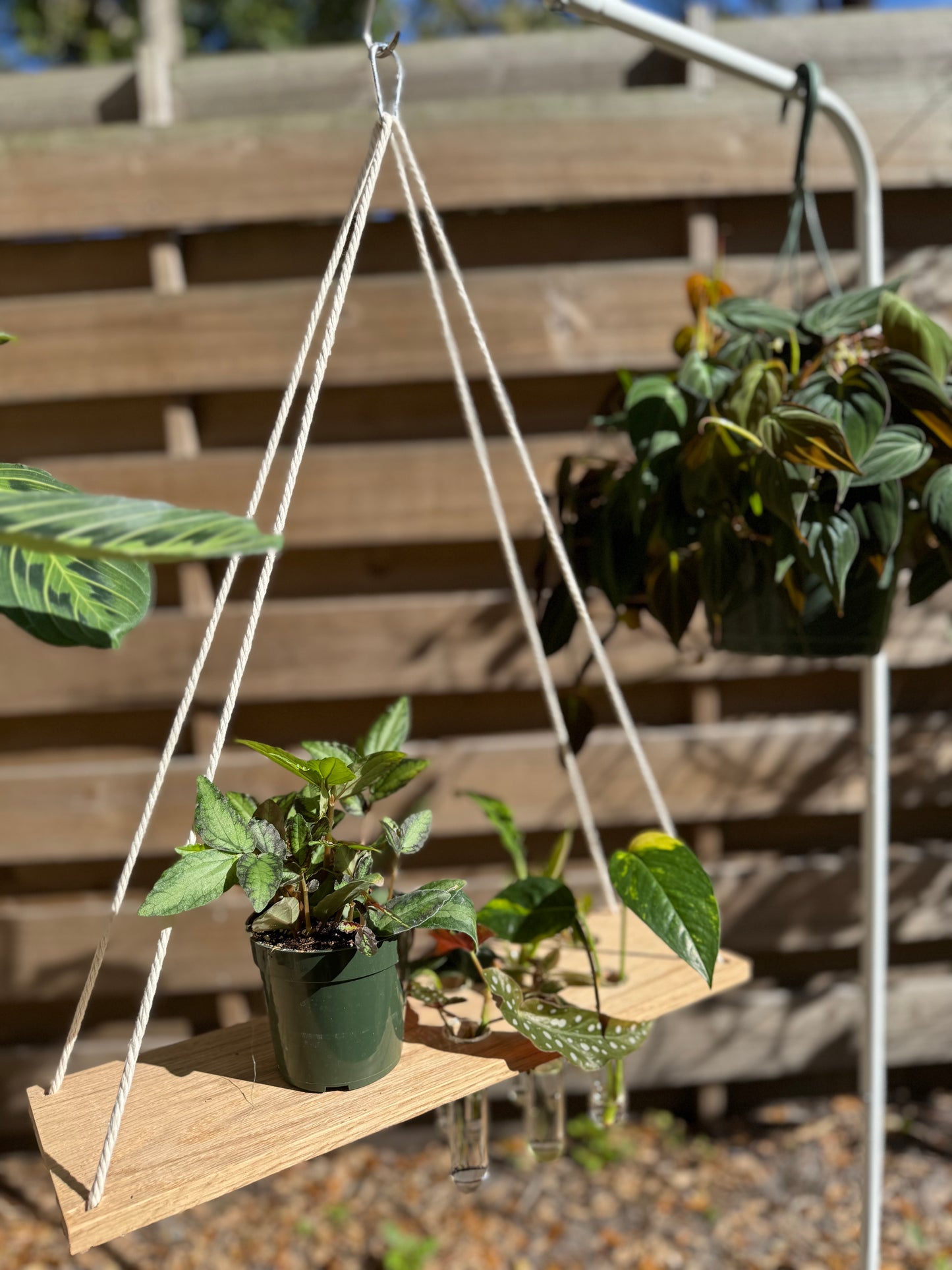 Propagation Shelf